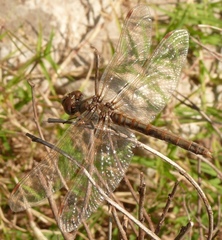 Sympetrum corruptum