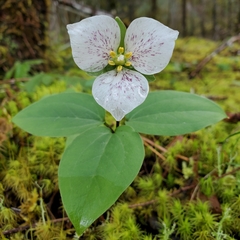Pseudotrillium rivale