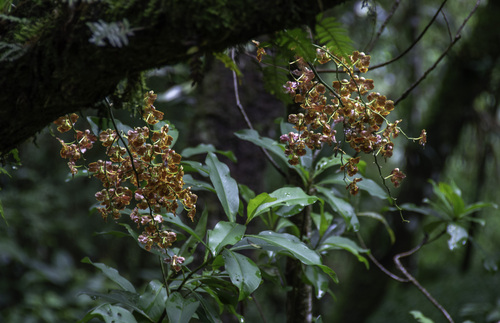Gomesa forbesii