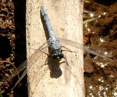 Erythemis simplicicollis