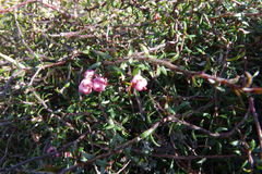 Gaultheria macrostigma