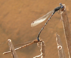 Argia sedula