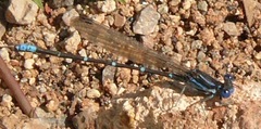 Argia sedula