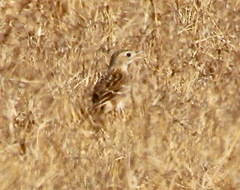Anthus spragueii