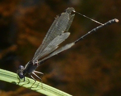 Argia translata