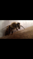 Apis mellifera
