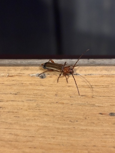 Tanbark Borer
