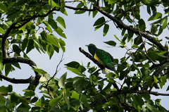 Chrysococcyx cupreus