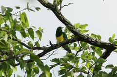 Chrysococcyx cupreus