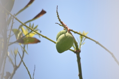 Mangifera indica