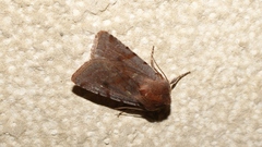 Cerastis rubricosa