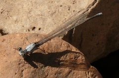 Argia moesta