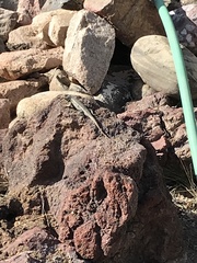 Sceloporus