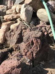 Sceloporus