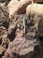 Sceloporus
