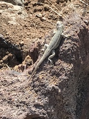 Sceloporus