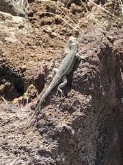 Sceloporus
