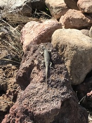 Sceloporus