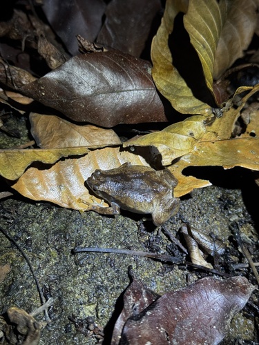 Kaloula conjuncta observed 2026-05-17