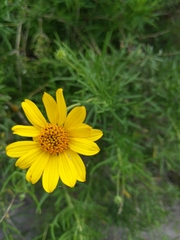 Sidneya