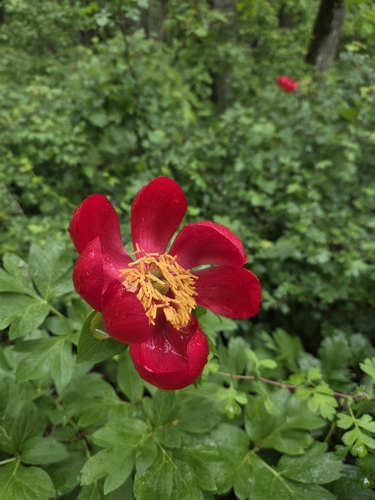 Paeonia peregrina, photograph 4