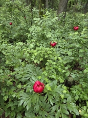 Paeonia peregrina, photograph author not stated, no rights reserved