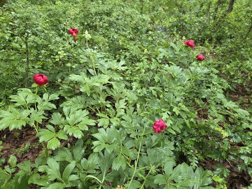 Paeonia peregrina, photograph 6