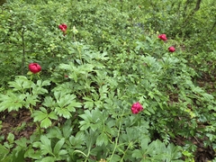 Paeonia peregrina, photograph author not stated, no rights reserved