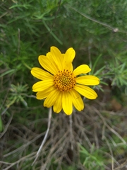 Sidneya