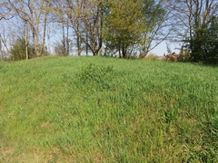 Colletes cunicularius