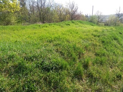 Colletes cunicularius