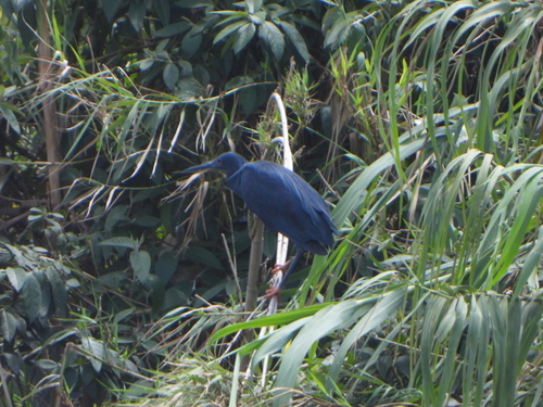 Black Heron (Egretta ardesiaca)