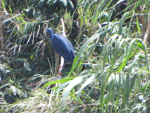 Black Heron (Egretta ardesiaca), photo 2