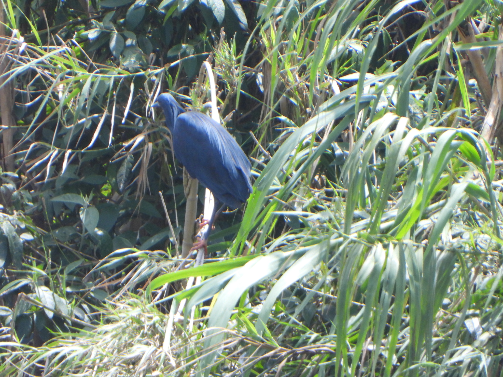 Black Heron (Egretta ardesiaca), photo 2