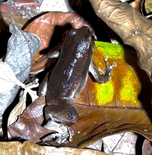 Kaloula conjuncta observed 2026-05-17