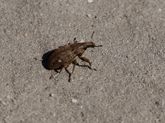 Leucophyes pedestris