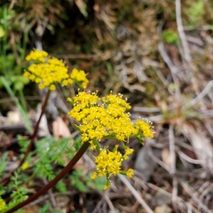 Lomatium hallii