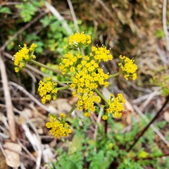 Lomatium hallii
