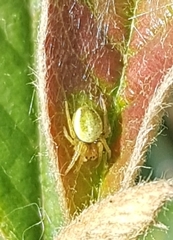 Araniella cucurbitina