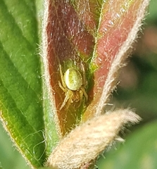 Araniella cucurbitina