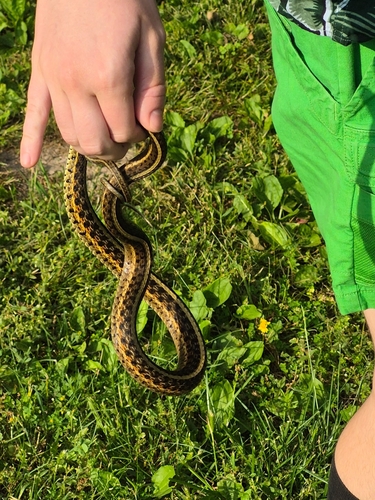 Common Garter Snake