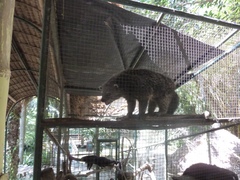 Arctictis binturong