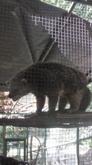 Arctictis binturong