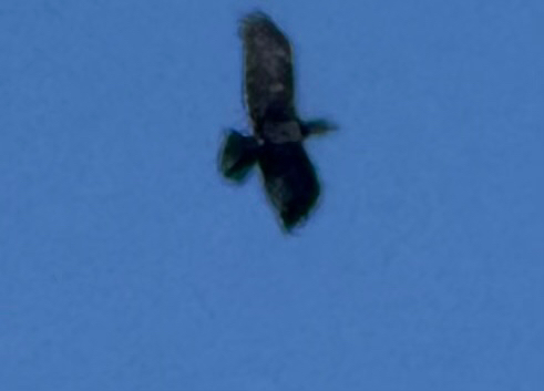 Bald Eagle photographed in Rhode Island