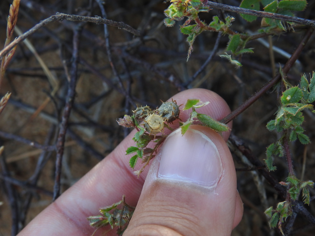 Medicago littoralis; photograph (c) Duarte Frade, some rights reserved (CC BY)