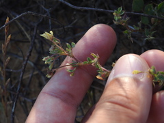(c) Duarte Frade, some rights reserved (CC BY) Medicago littoralis, photograph (c) Duarte Frade, some rights reserved (CC BY)