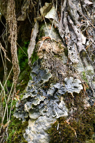scaly pelt lichen