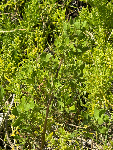 Pluchea indica observed 2026-05-17