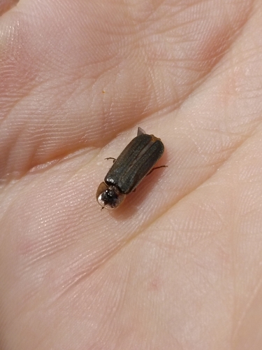 Great Spectacled Glow-worm