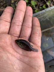 Enneacanthus gloriosus